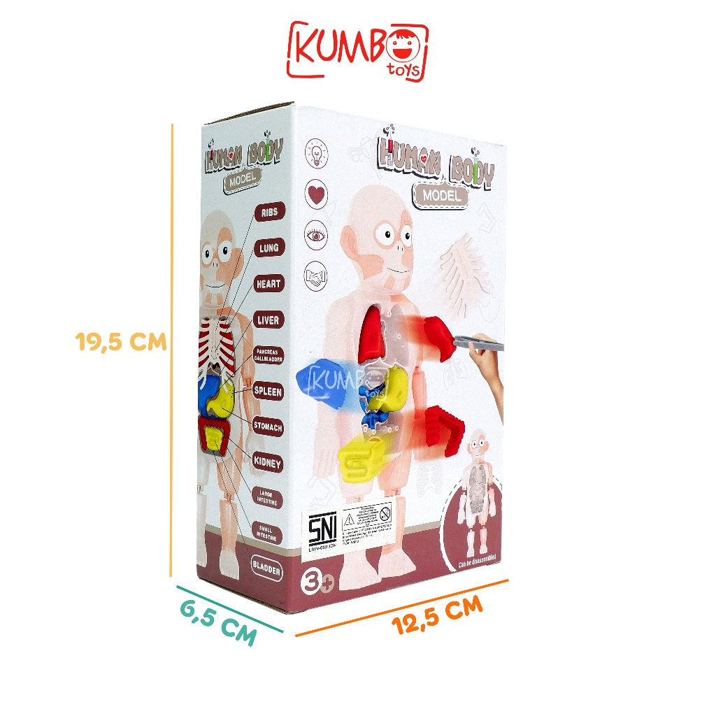 Mainan Edukasi Anak Human Body Model Mainan Peraga Organ Tubuh Manusia