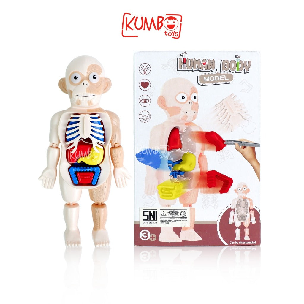 Mainan Edukasi Anak Human Body Model Mainan Peraga Organ Tubuh Manusia