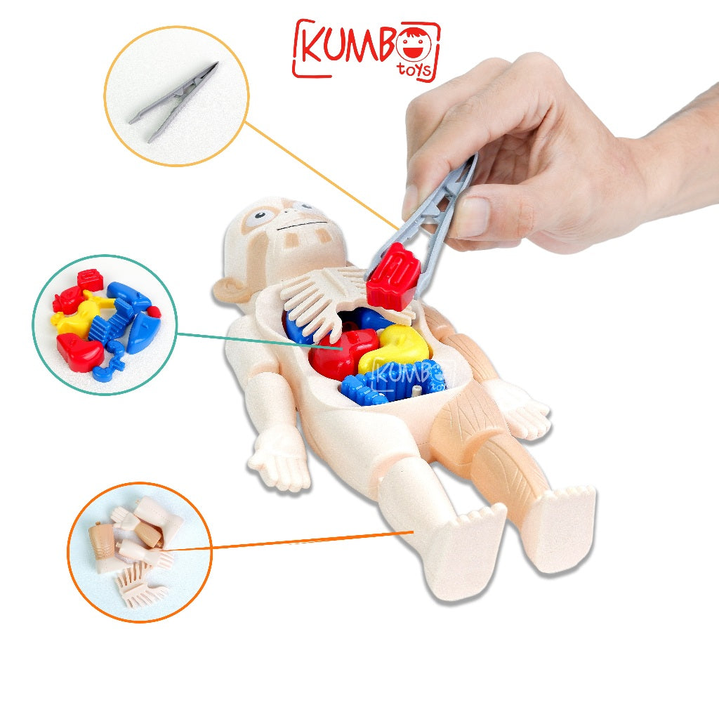 Mainan Edukasi Anak Human Body Model Mainan Peraga Organ Tubuh Manusia