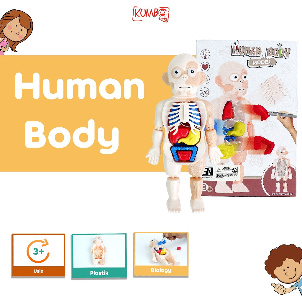 Mainan Edukasi Anak Human Body Model Mainan Peraga Organ Tubuh Manusia