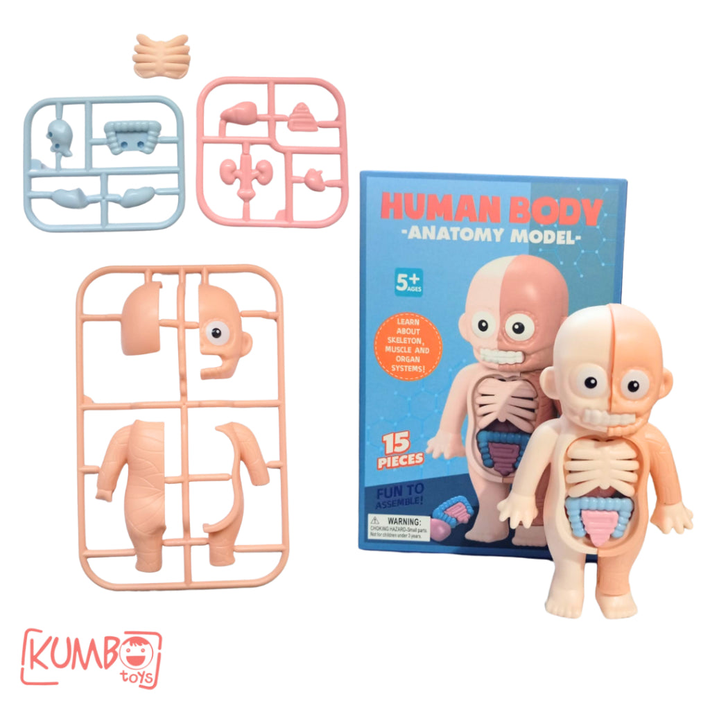 Mainan Edukasi Anak 3D Human Body Anatomy Model Build Knowledge Pengetahuan Organ Tubuh