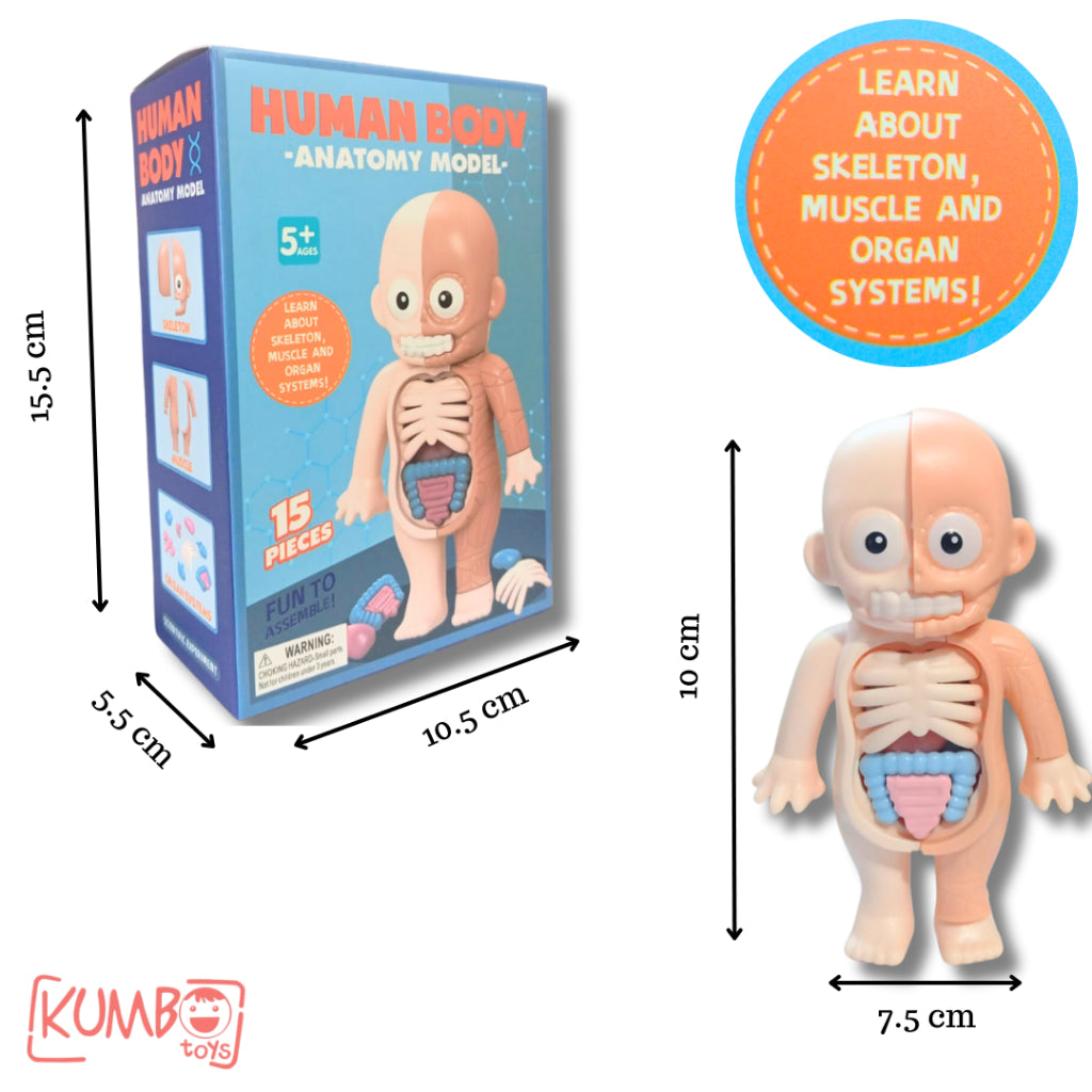 Mainan Edukasi Anak 3D Human Body Anatomy Model Build Knowledge Pengetahuan Organ Tubuh