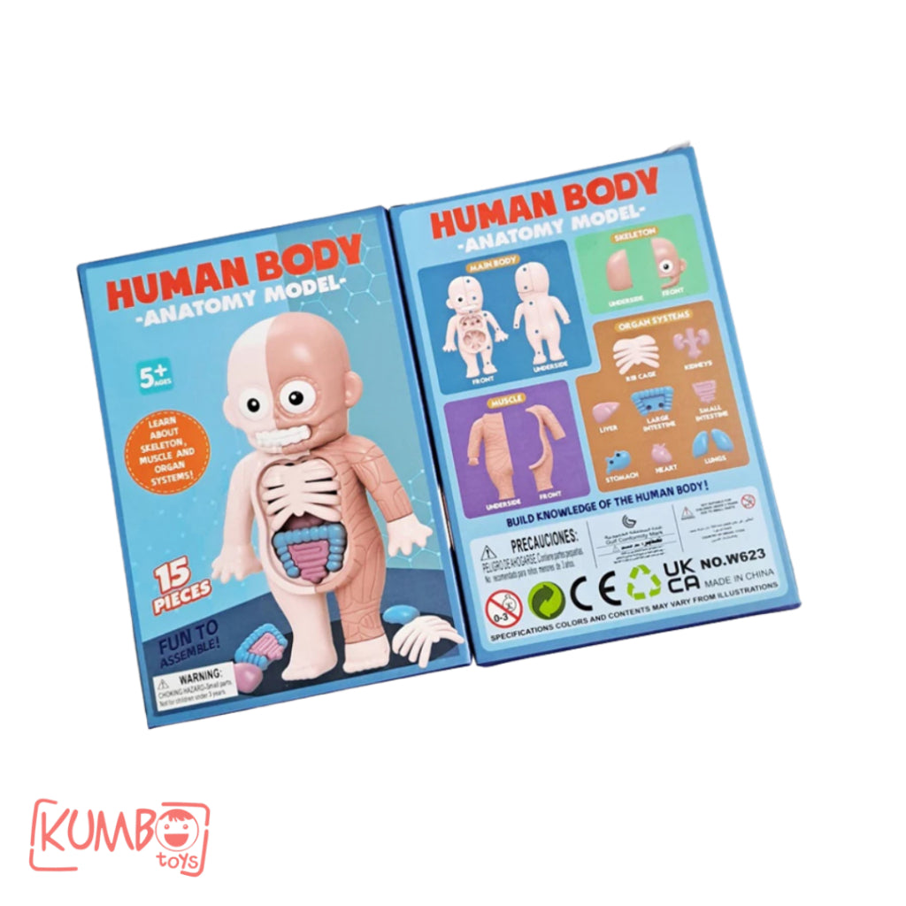 Mainan Edukasi Anak 3D Human Body Anatomy Model Build Knowledge Pengetahuan Organ Tubuh