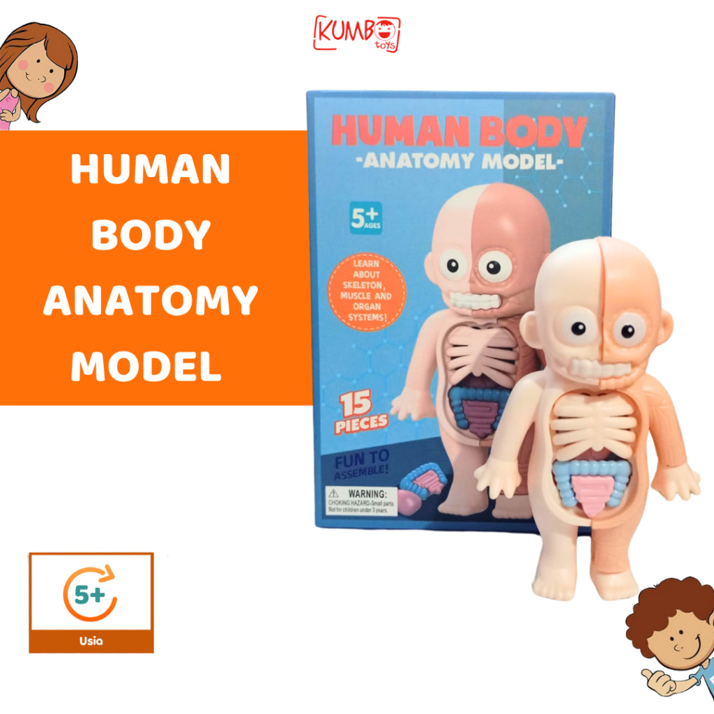 Mainan Edukasi Anak 3D Human Body Anatomy Model Build Knowledge Pengetahuan Organ Tubuh